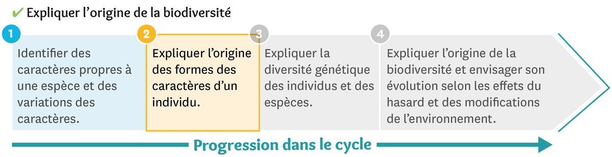 Illustration d'une progression dans le cycle de l'origine de la biodiversité