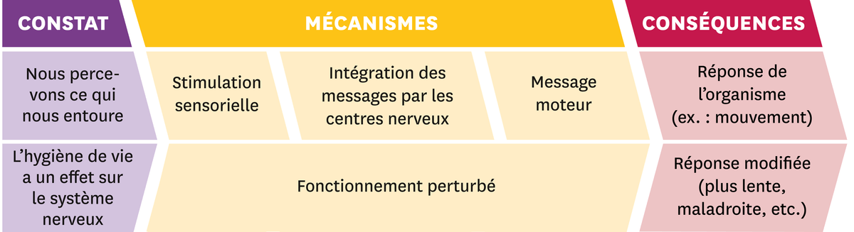 Les idées importantes.
  Constat : Nous percevons ce qui nous entoure et l'hygiène de vie a un effet sur le système nerveux.
  Mécanismes : Nous percevons grâce à la stimulation sensorielle, l'intégration des messages par les centres nerveux et le message moteur. En fonction de notre hygiène de vie le fonctionnement est perturbé.
  Conséquences : En fonction de ce que nous percevons, il y a une réponse de l'organisme (ex : mouvement). Mais si le fonctionnement est perturbé alors la réponse est modifiée (plus lente, maladroite, etc.)