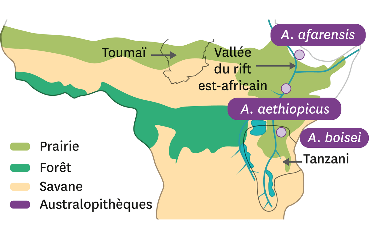 Carte schématique de la localisation de quelques fossiles d'australopithèques connus en 1980.
