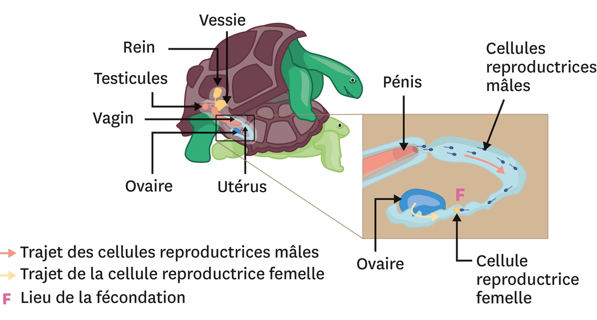 Comment Les Animaux Se Reproduisent ils Lelivrescolaire fr
