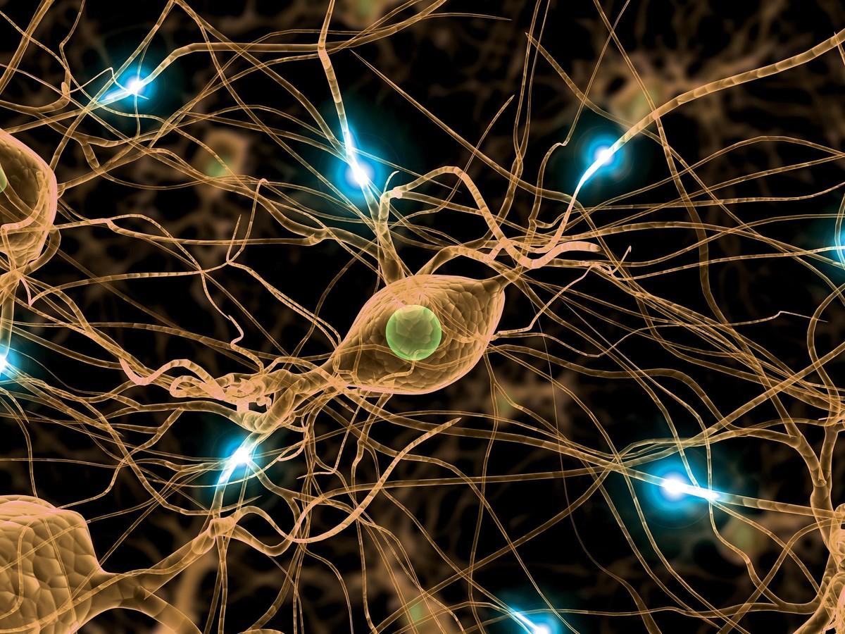 Le système nerveux ressemble à un circuit électronique