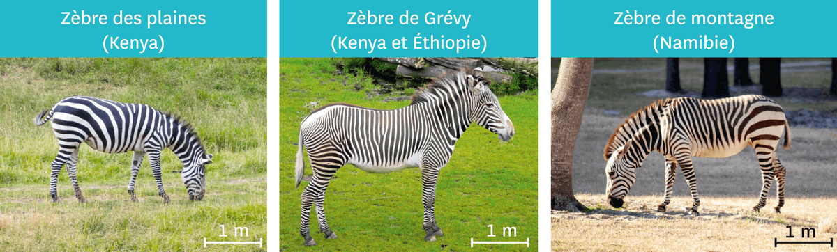 3 photos des espèces de zèbre qui se ressemblent beaucoup: zèbre des plaines (Kenya), zèbre de Grévy (kenya et Éthiopie), zèbre de montagne (Namibie)