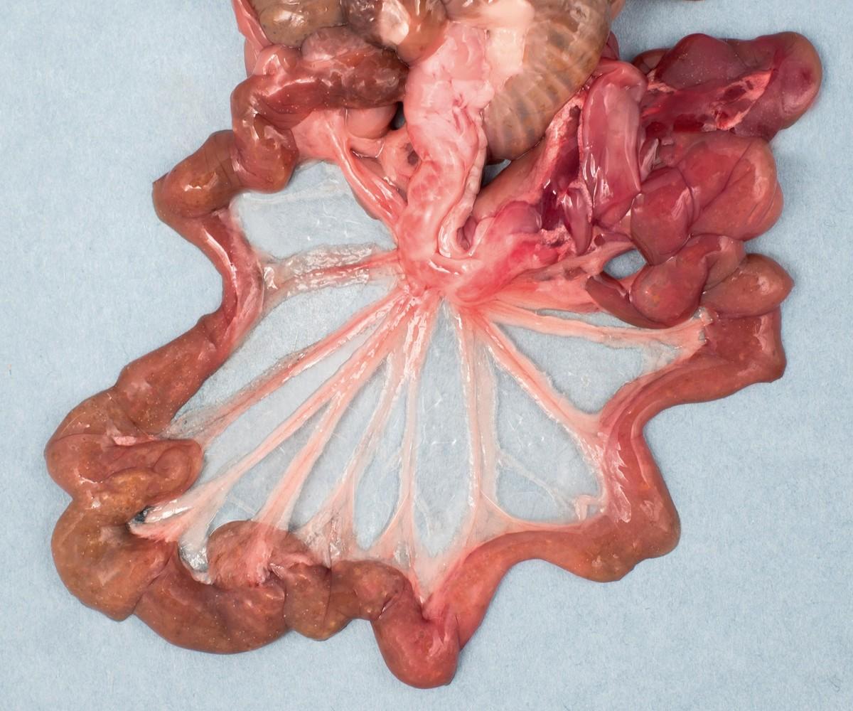 Photo d'une dissection de l'intestin grêle de rat.