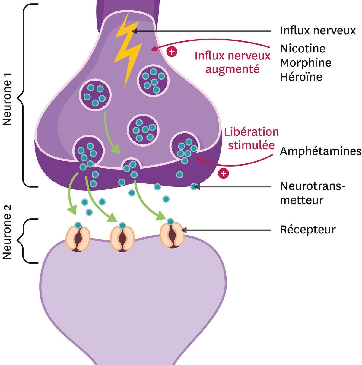 Les effets des drogues au niveau des synapses.