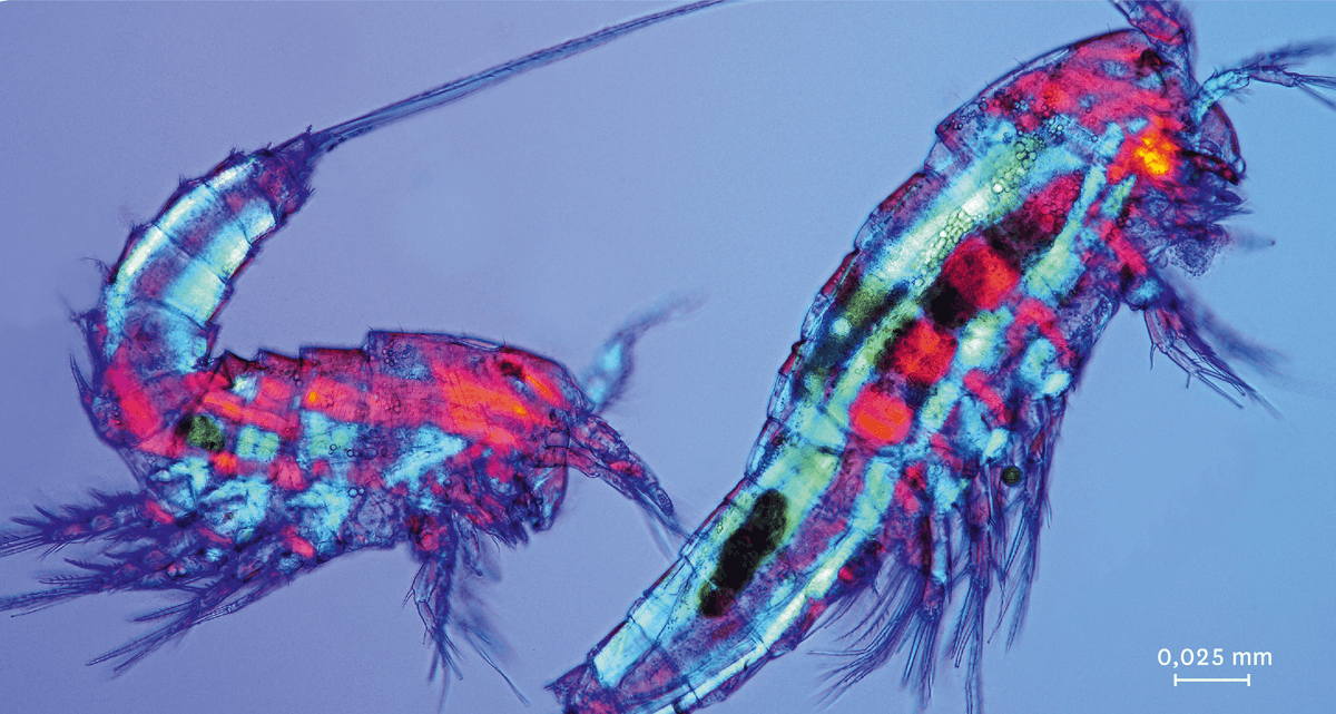 Des copépodes en lumière polarisée, les organes sont visibles par transparence.