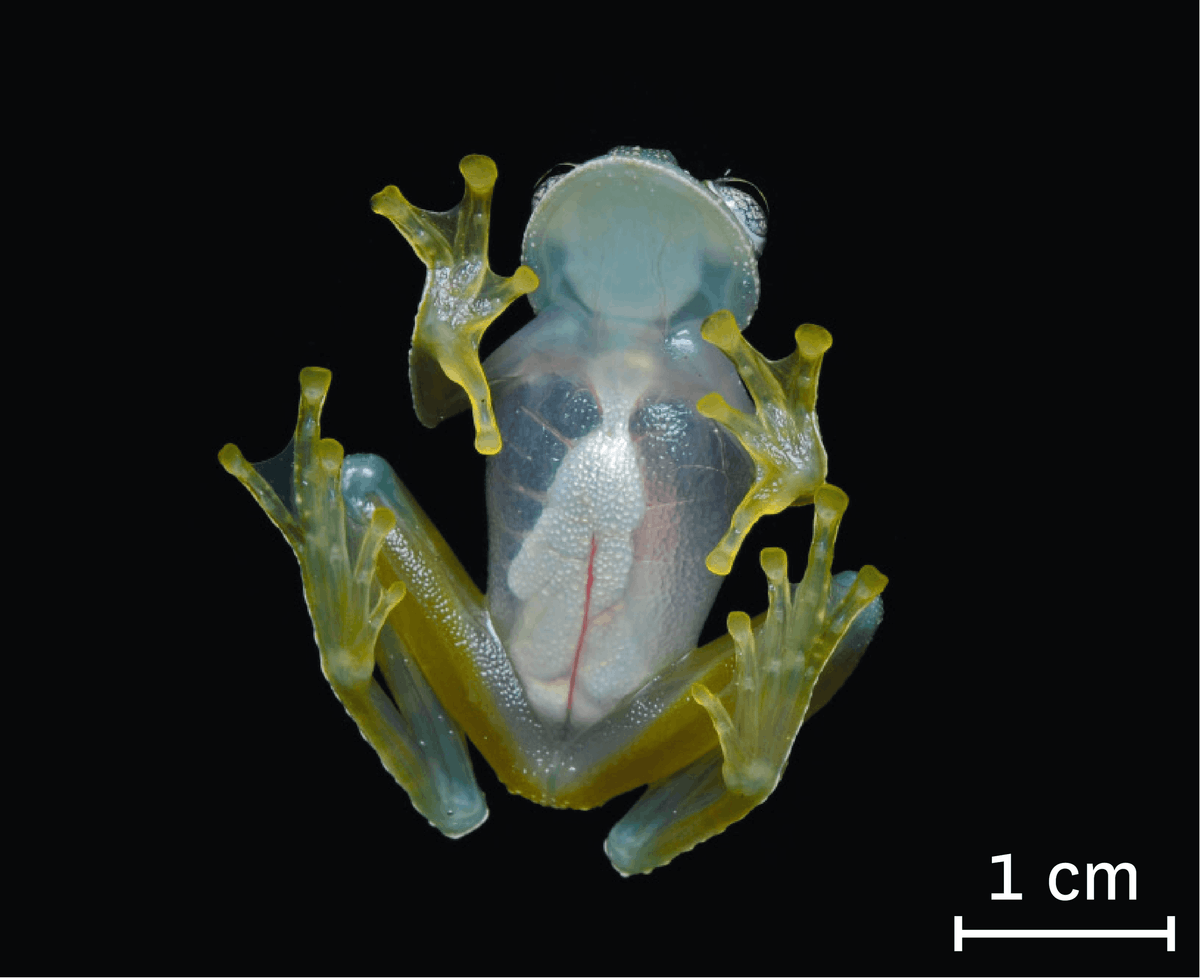 Photographie du ventre d'une grenouille de verre, on peut apercevoir son appareil circulatoire.