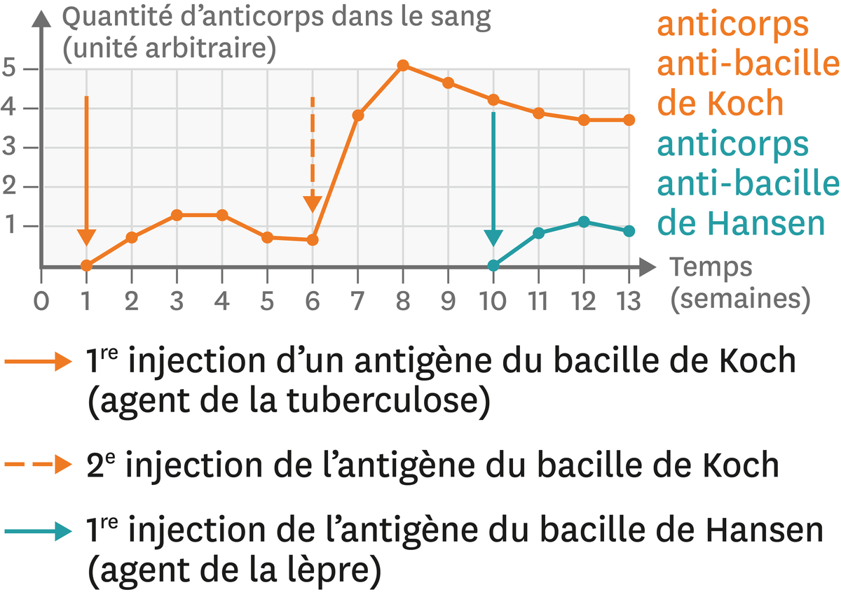 Les variations de la quantité d'anticorps dans le sang après différentes injections.