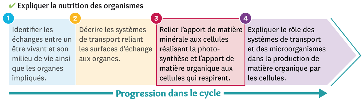 Illustration de la progression dans le cycle: étape 1 : Relier l'apport de matière minérale aux cellules réalisant la photosynthèse et l'apport de matière organique aux cellules qui respirent.