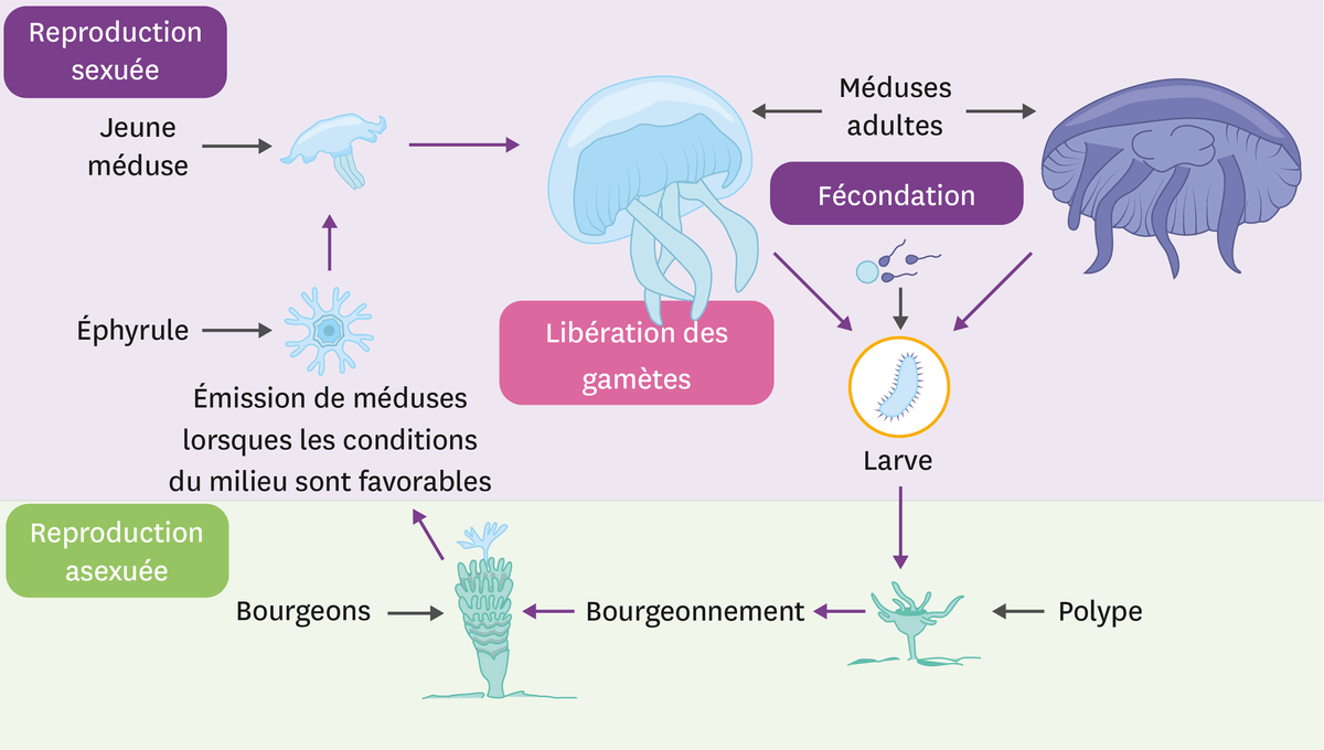 Le cycle de vie de la méduse commune.