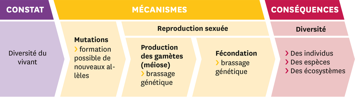 Schéma représentant trois étapes : 1- le constat = Diversité du vivant ; 2 - les mécanismes = Mutations : formation possible de nouveaux allèles. Reproduction sexuée ; a. Production des gamètes (méiose) - brassage génétique. b. Fécondation - brassage génétique ; et 3 - les conséquences : Diversité : Des individus, Des espèces, Des écosystèmes.
