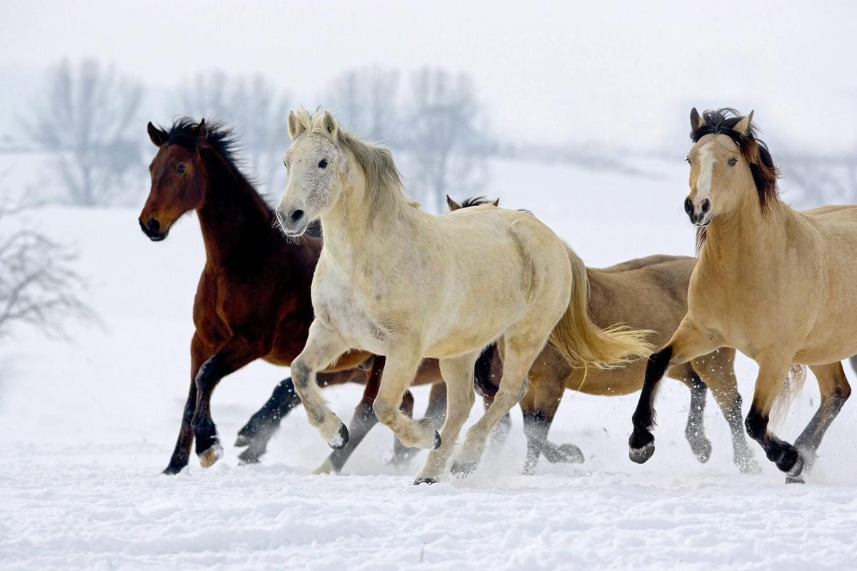 Photographie de chevaux courant dans la neige.