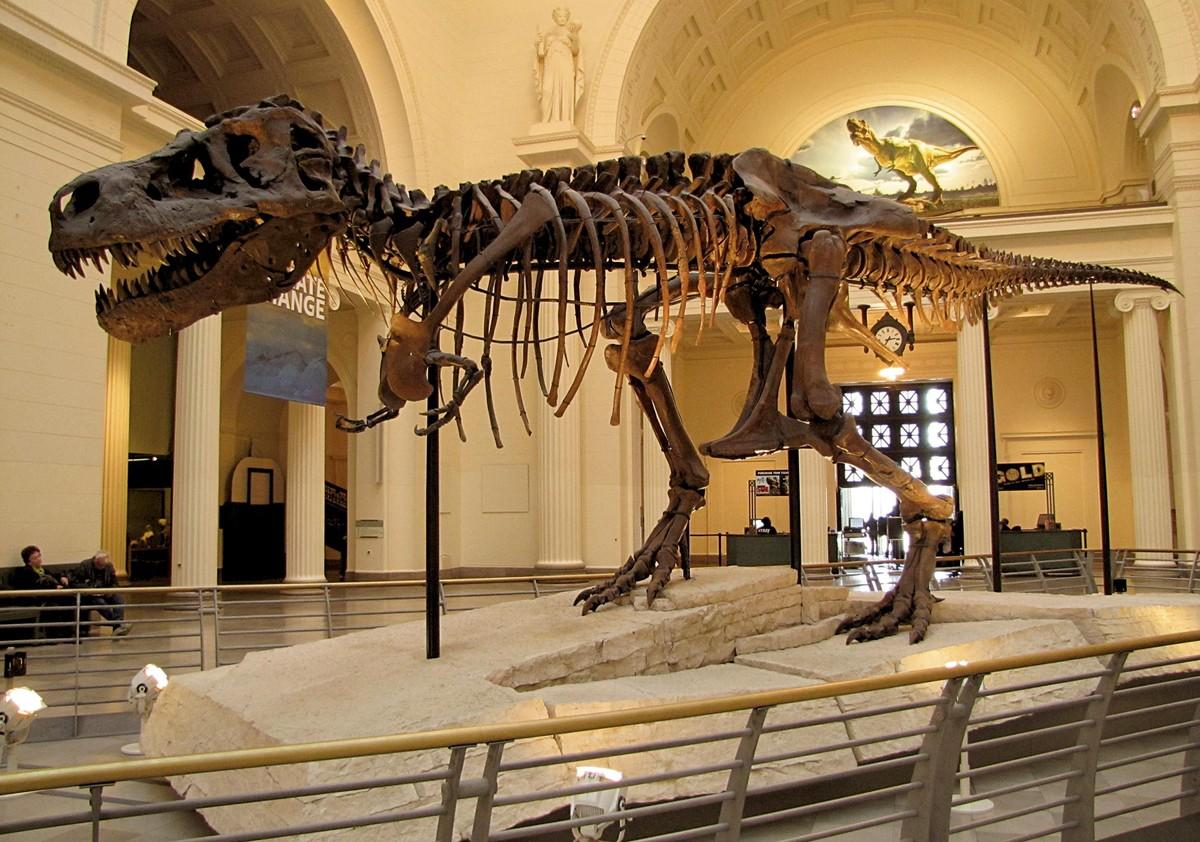 Photographie d'un fossile reconstitué de T-rex.