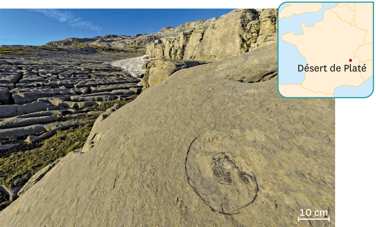 Un fossile de nautile dans le désert du Platé, site naturel de Haute-Savoie.
