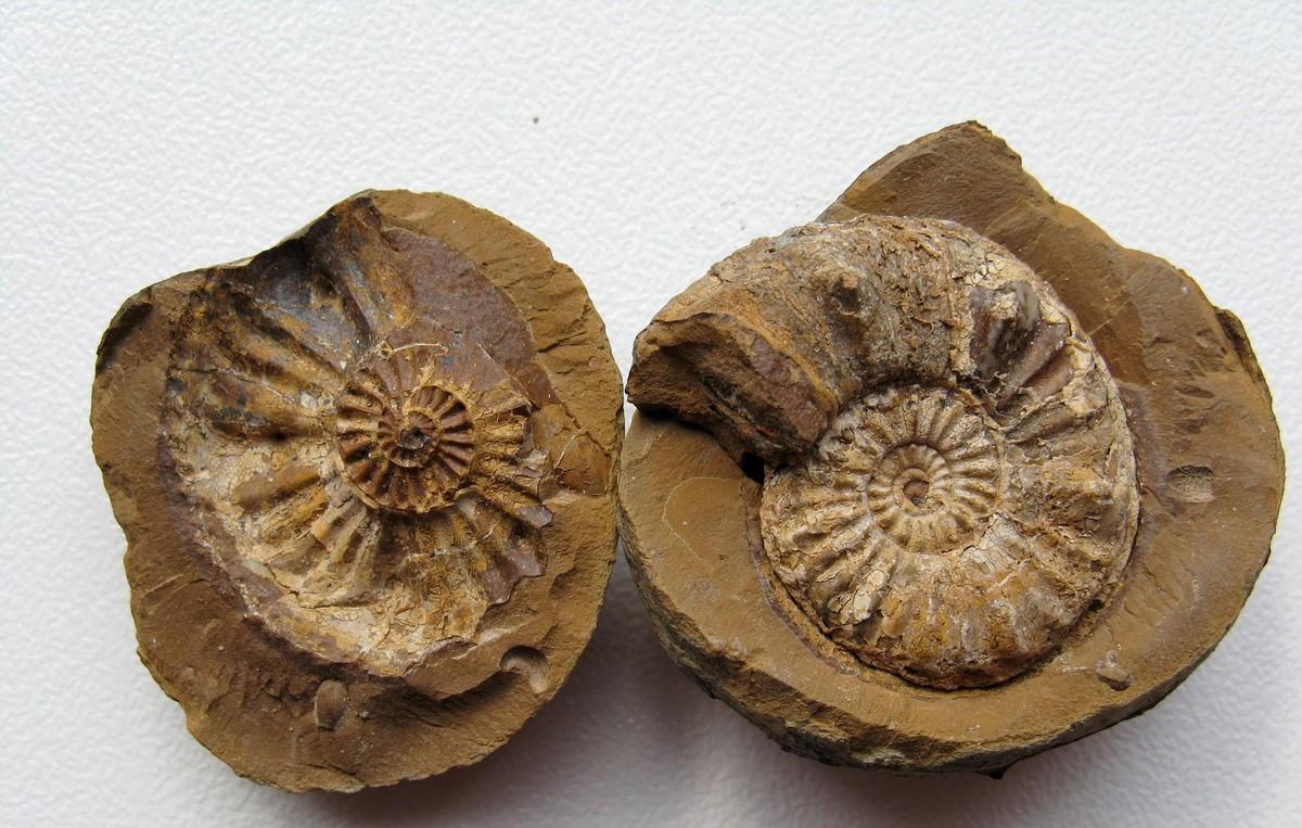 Un fossile d'ammonite.