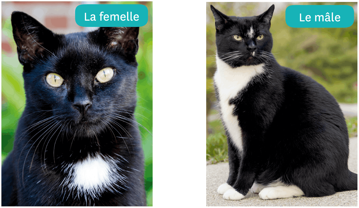 Deux photographies de chats noir et blanc