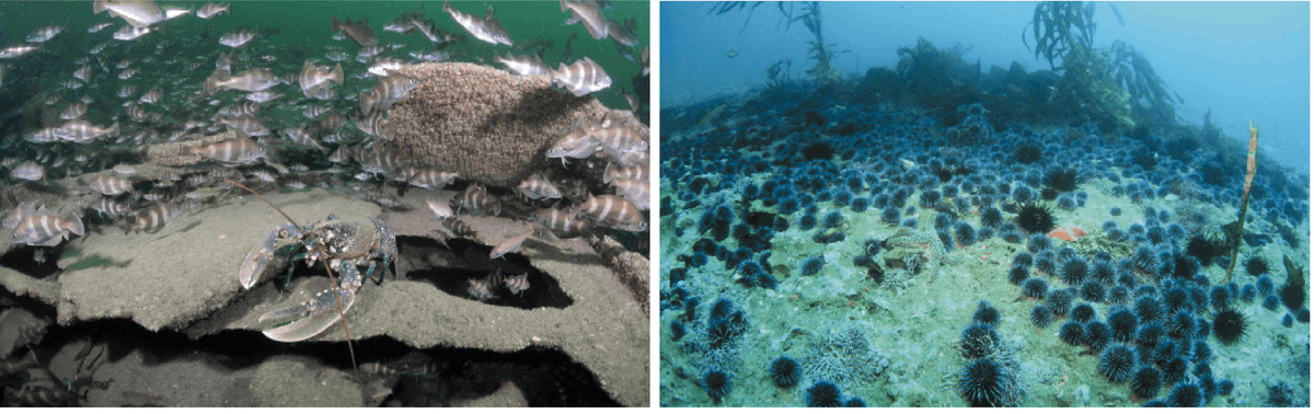 La comparaison du lieu de baignade de Léa, dans l'océan Atlantique, entre 1950 (à gauche, on observe une multitude d'espère aquatique) et 2016 (à droite, on y voit essentiellement des oursins.)