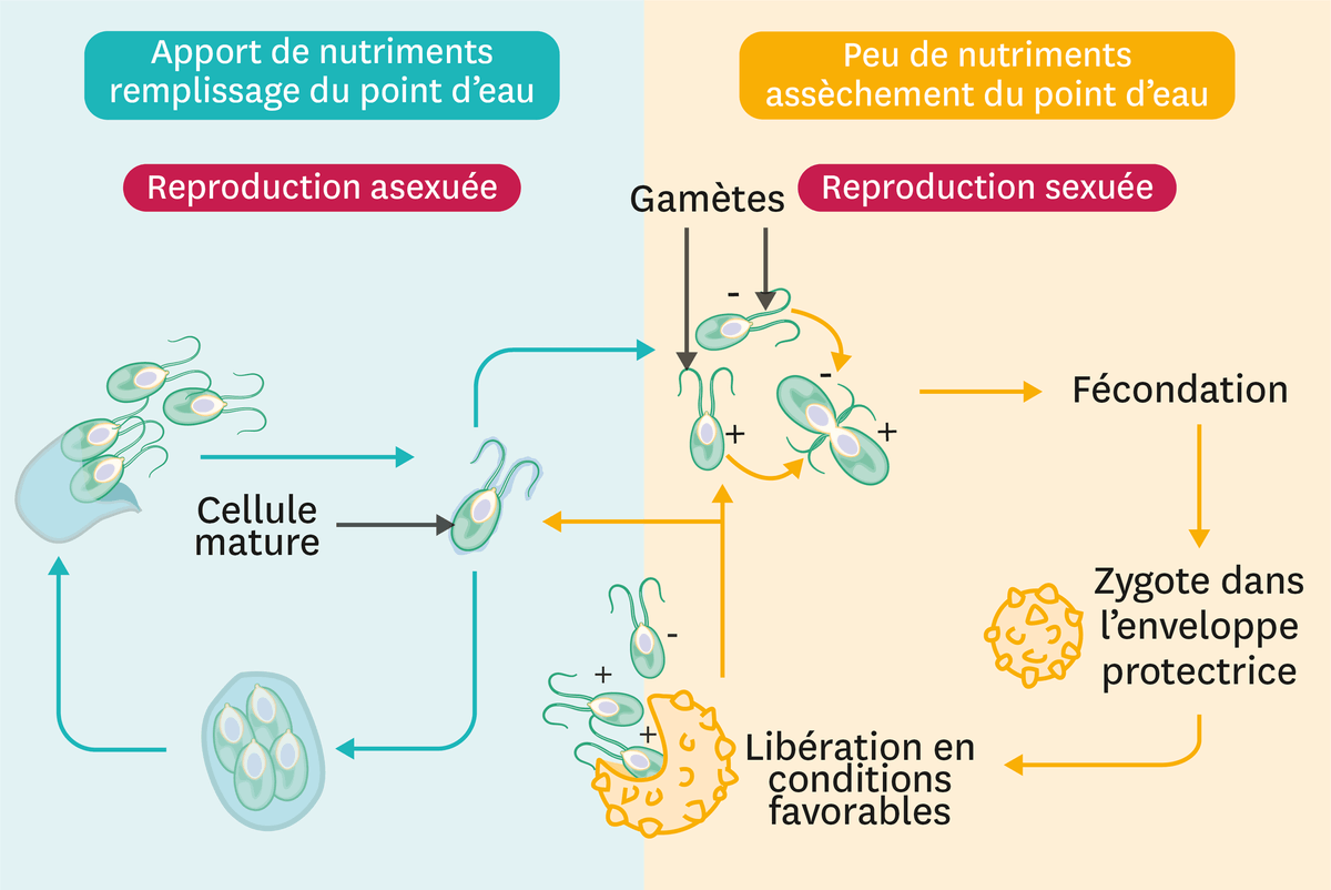 Schéma du cycle de vie de chlamydomonas.