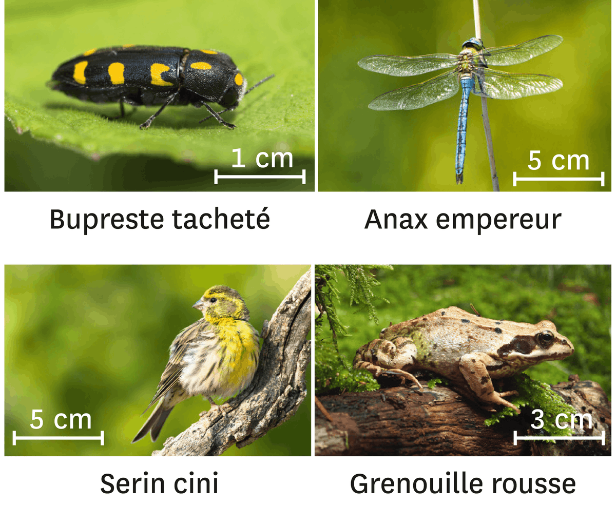 Quelques exemples de photographie d'espèces répertoriées en Angleterre : la bupreste tacheté, l'anax empereur, le serin cini et la grenouille rousse.