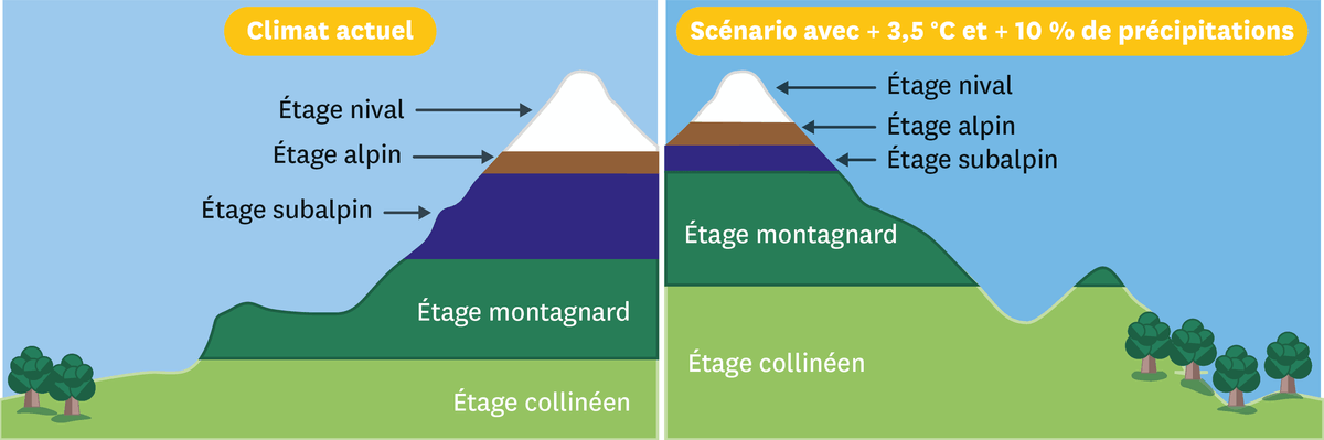 Une simulation des conséquences du réchauffement climatique sur la végétation en montagne.
  D'un côté on observe le climat actuel et de l'autre un scénario avec + 3,5 °C et + 10 % de précipitation.
  Si on compare : avec le réchauffement climatique toutes les séparations des étages (étage collinéen, montagnard, subalpin, alpin et nival) seront beaucoup plus haut