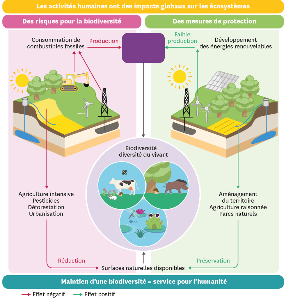 Schéma des activités humaines et de leurs impacts globaux sur les écosystèmes.