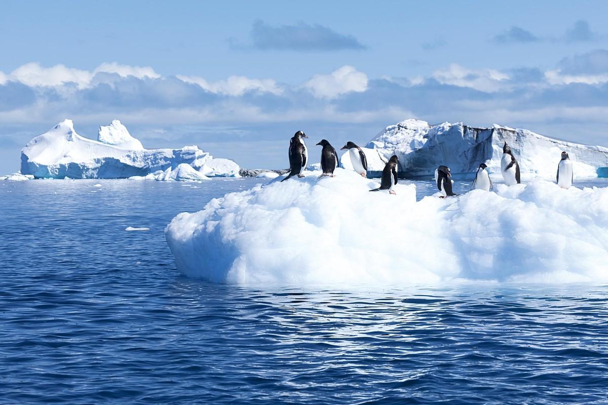 Photographie de manchots sur un iceberg