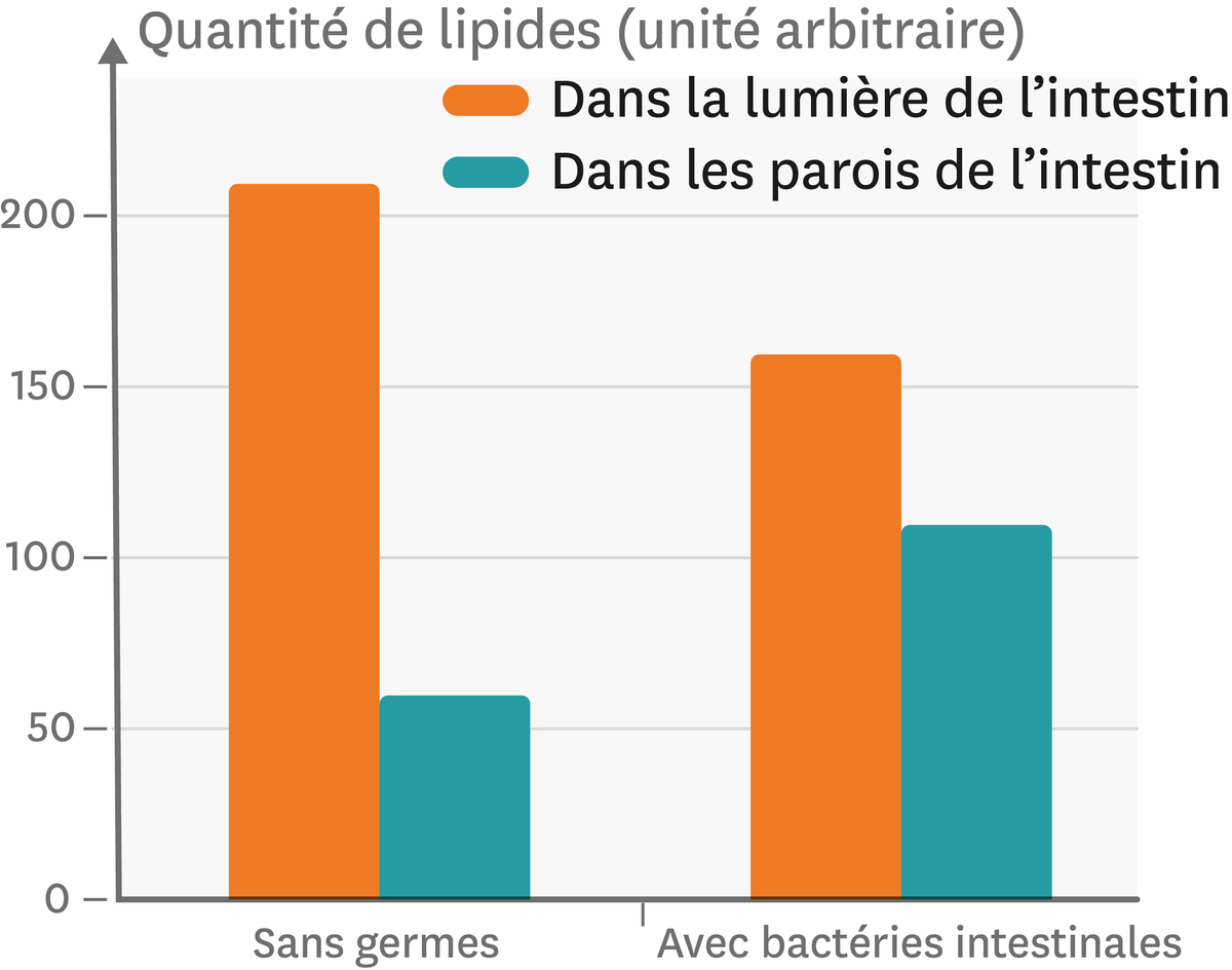 La quantité de lipides présentes dans la lumière de l'intestin d'animaux sans germes ou avec des bactéries dans l'intestin grêle.