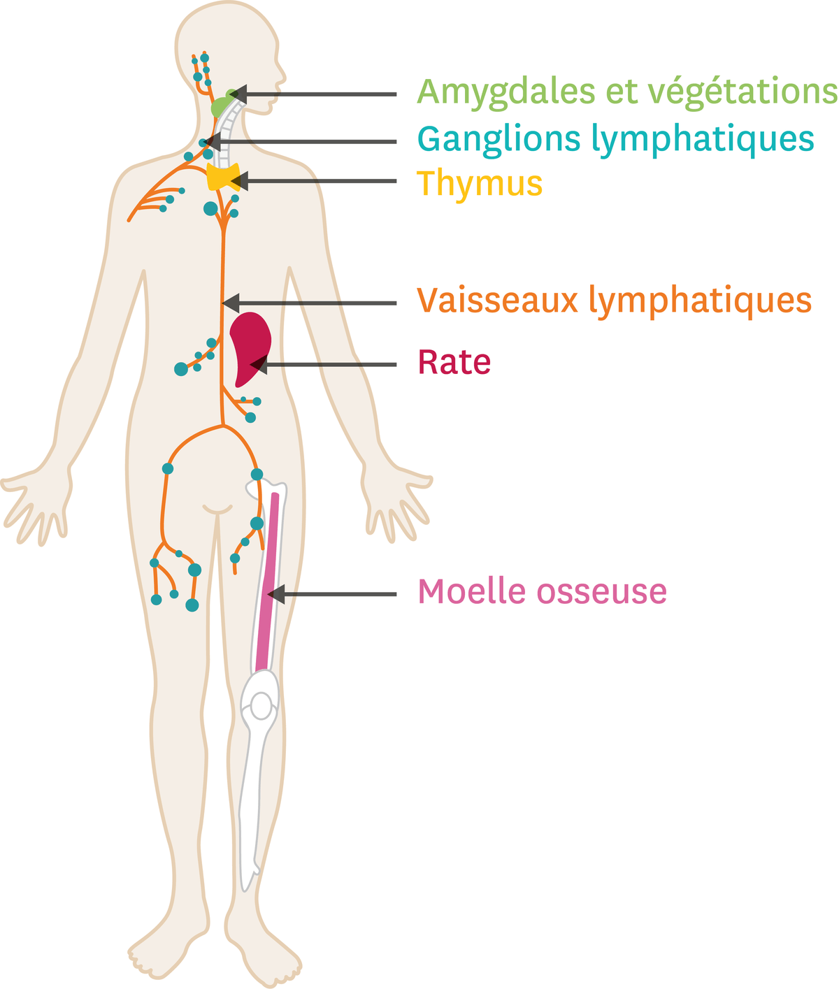 La localisation des organes du système immunitaire.