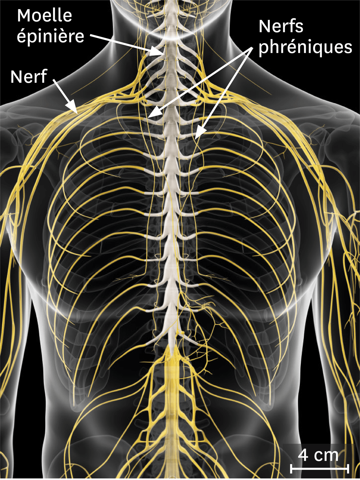La relation entre le système nerveux et l'appareil respiratoire.
