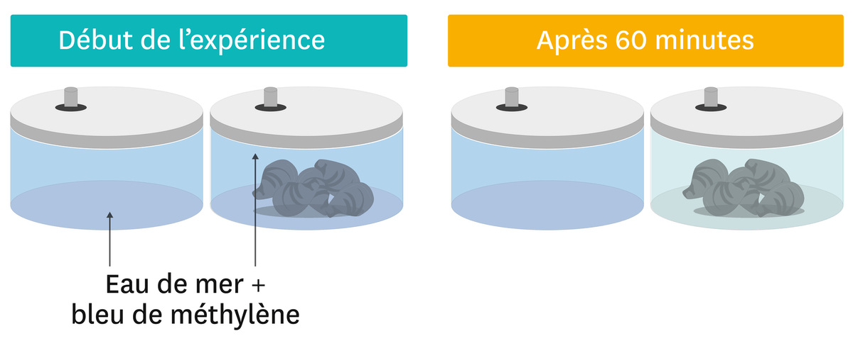 Schéma sur la recherche du dioxygène dans l'eau en présence ou non de moules.