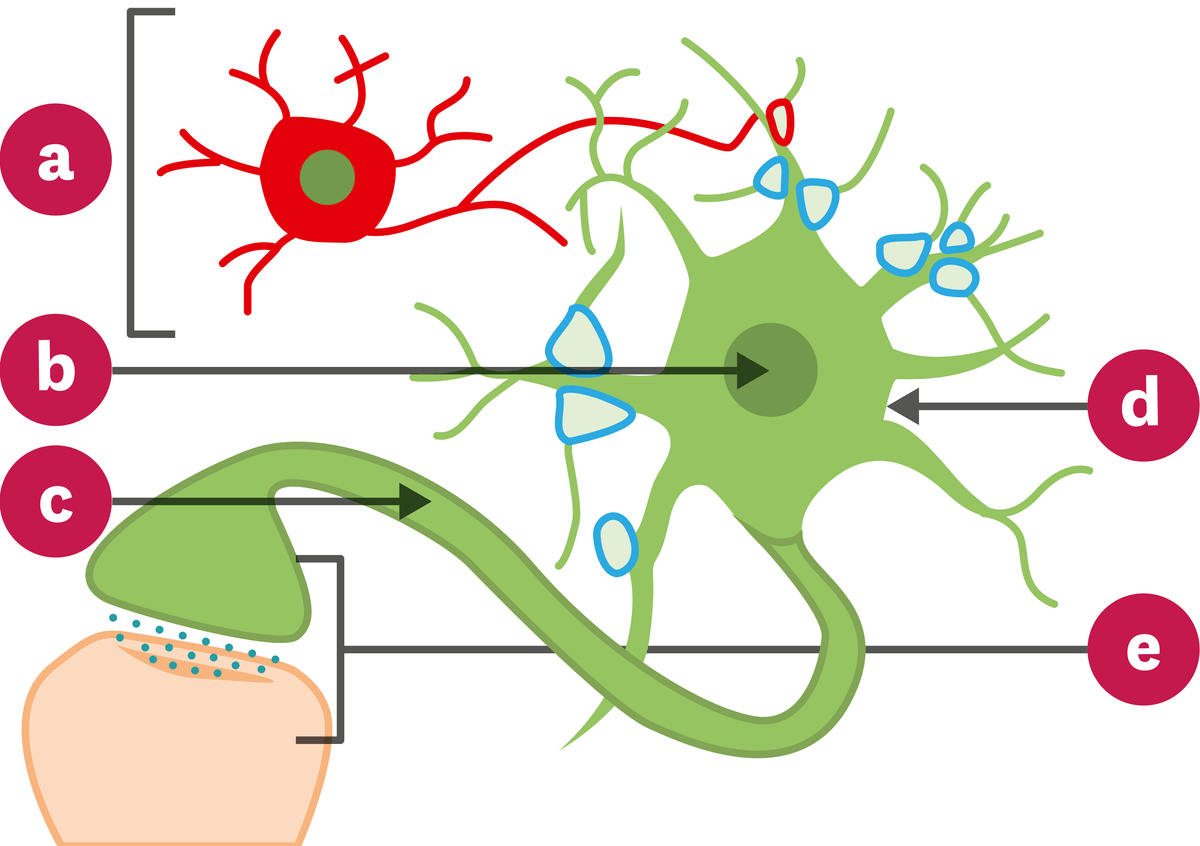 <stamp theme='svt-green1'>Doc. 1</stamp> Schéma du réseau de neurones.