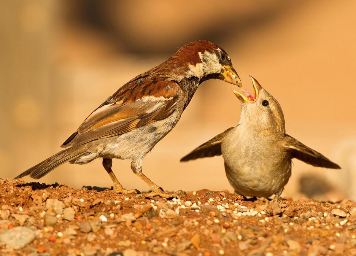 Photographie de deux oiseaux : Un parent subvient aux besoins de son petit.