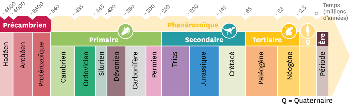 Le découpage du temps en ères et périodes géologiques (en millions d'années) : 
  de -4600 à -540 l'ère précambrien est découpée en 3 périodes : de -4600 à - 4000 la période Hadéen, de -4000 à -2600 la période archéen et de -2600 à -540 la période Protérozoïque.
  de -540 à maintenant l'ère Phanérozoïque est découpée en 3 sous-ères : de -540 à -250 l'ére Phanérozoïque primaire, -250 à -65 l'ére Phanérozoïque secondaire, de -65 à -2,5 l'ère Phanérozoïque tertiaire et -2,5 à maintenant l'ère Phanérozoïque quaternaire. 
  l'ére Phanérozoïque primaire est découpée en 6 périodes : de -540 à -485 la période Cambrien, de -485 à -445 la période Ordovicien, de -445 à -420 la période Silurien, de -420 à -360 la période Dévonien, de -360 à -300 la période Carbonifère et de -300 à -250 la période Permien.
  l'ére Phanérozoïque secondaire est découpée en 3 périodes : de -250 à -200 la période Trias, de -200 à -145 la période Jurassique et de -145 à -65 la période Crétacé.
  l'ére Phanérozoïque tertiaire est découpée en 2 périodes : de -65 à -23 la période Paléogène et de -23 à -2,5 la période Néogène.