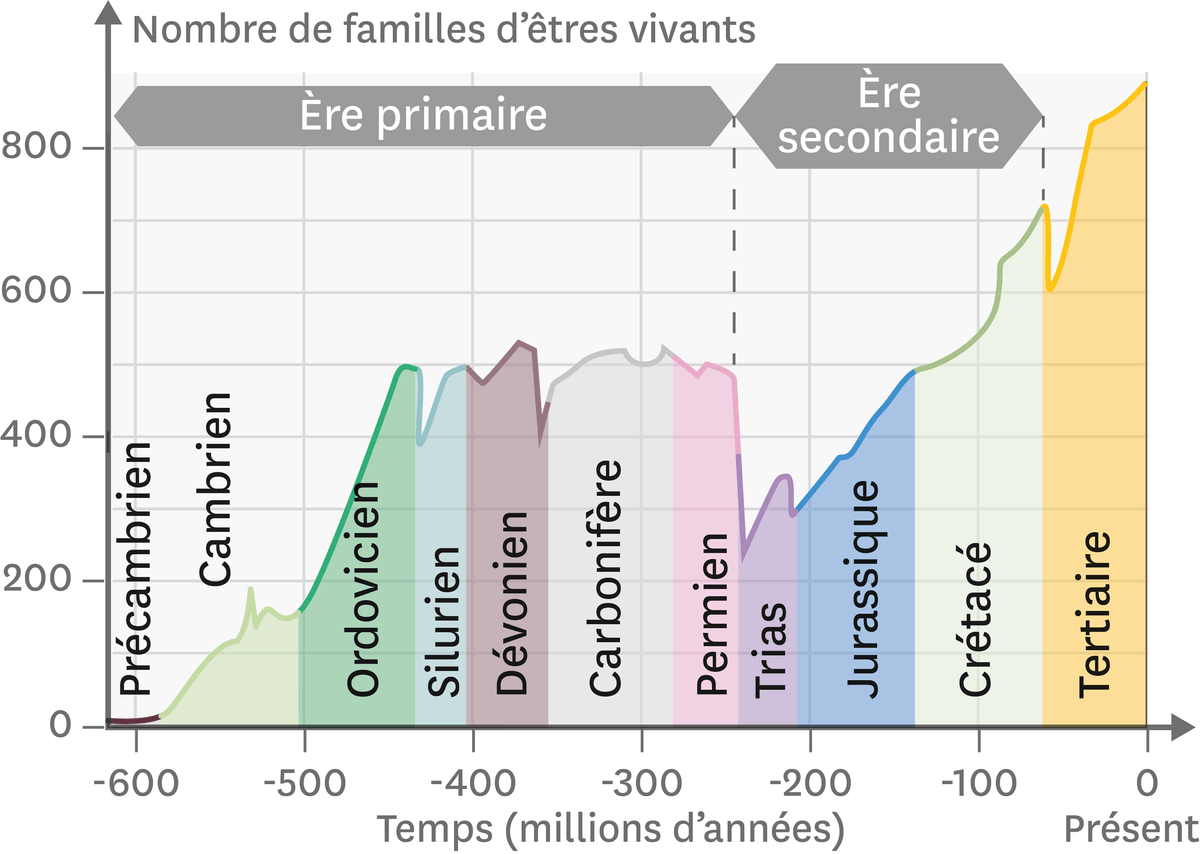 Graphique de l'évolution de la diversité des familles marines au cours des temps géologiques.