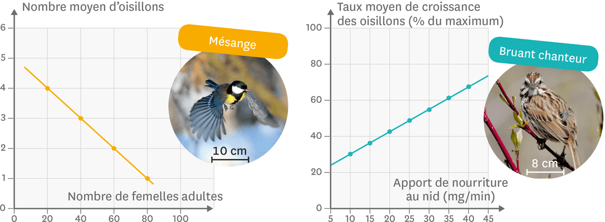 Gaphique de l'influence de la disponibilité en nourriture sur la croissance des oisillons.