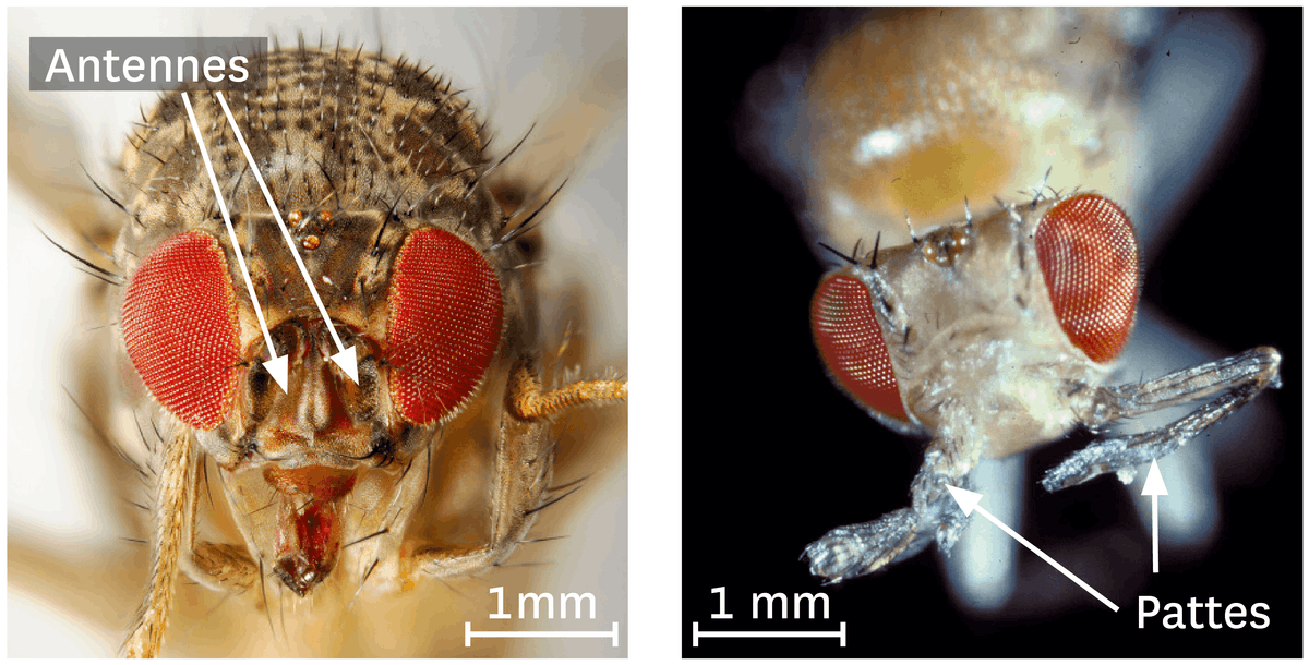 Observation au microscope optique à balayage d'une drosophile normale et d'une drosophile portant l'allèle mutant du gène Antennapedia.