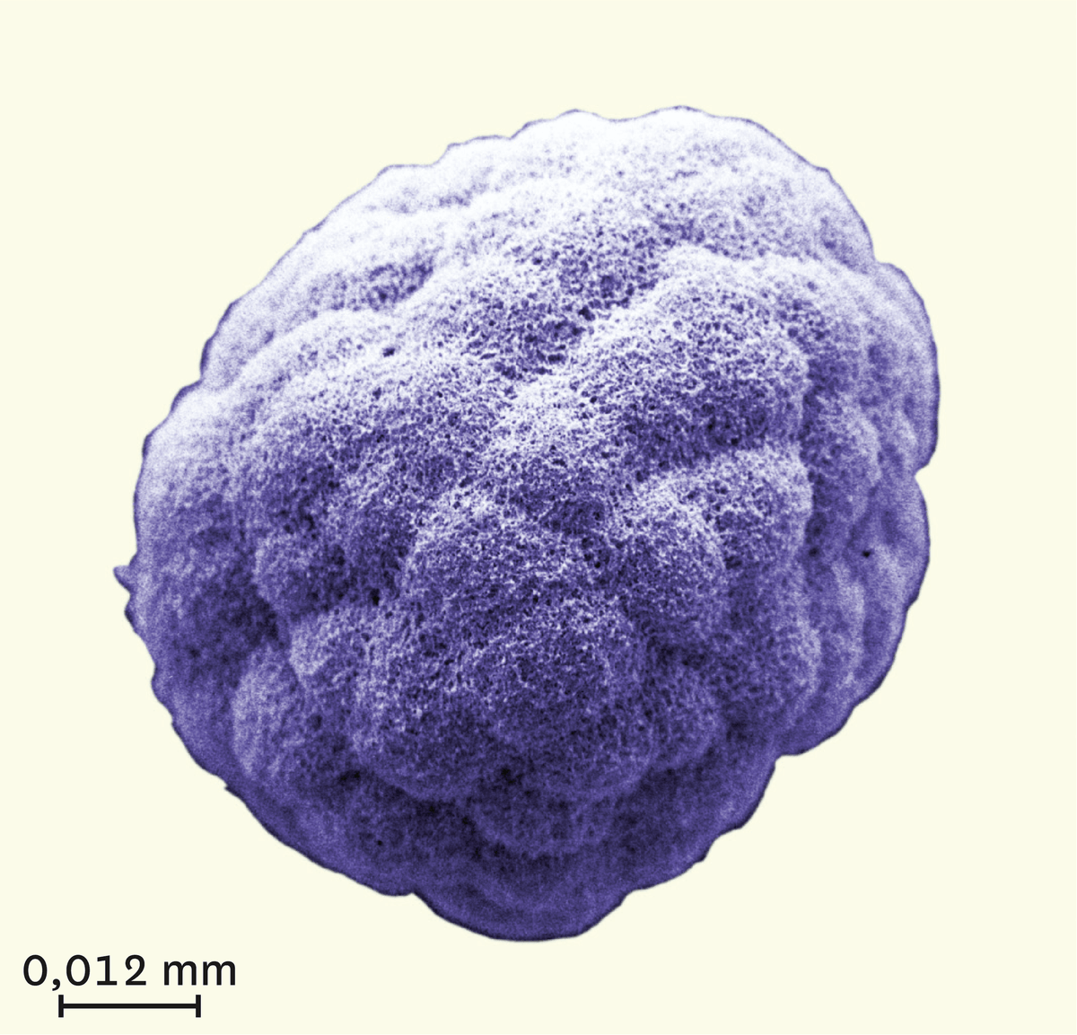 Vue microscopique d'un embryon d'oursin 3 heures après la fécondation.
