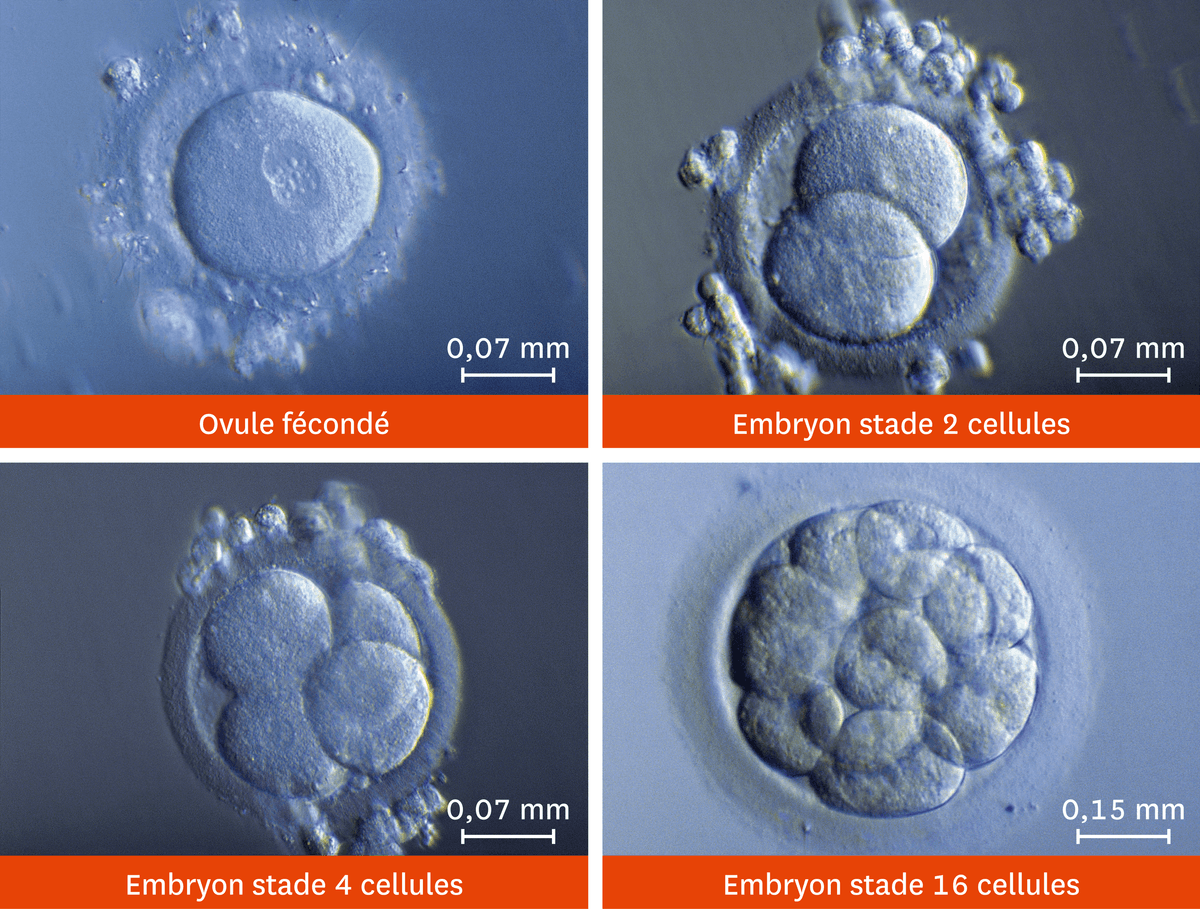 Vue microscopique des premiers stades du développement d'un embryon.