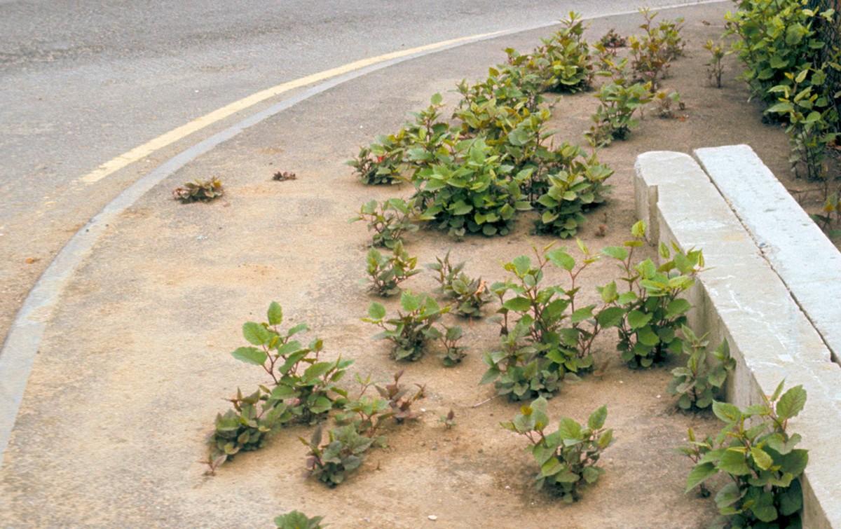 Photo de jeunes plants de Renouée du Japon traversant le macadam d'un trottoir