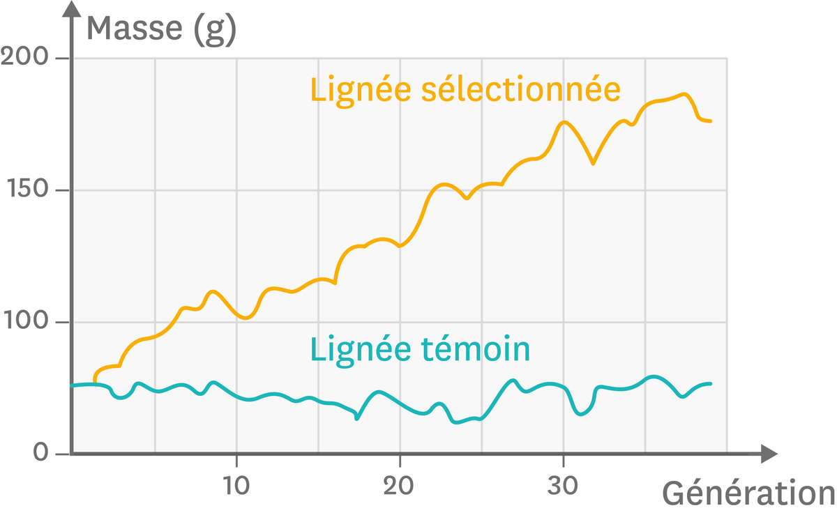 Graphique sur l'effet de la sélection sur la masse des cailles au cours des générations.