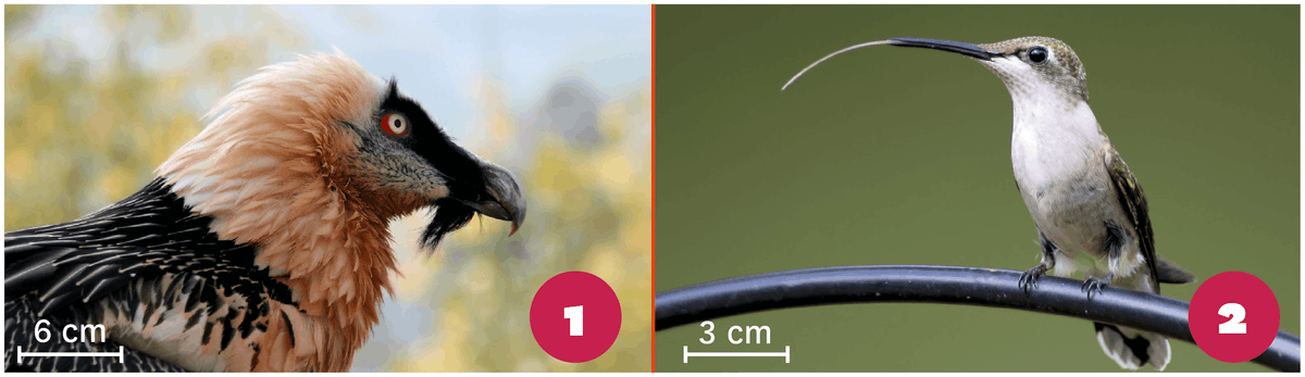 Photographie de deux oiseaux : le gypaète barbu et le colibri à gorge noire.