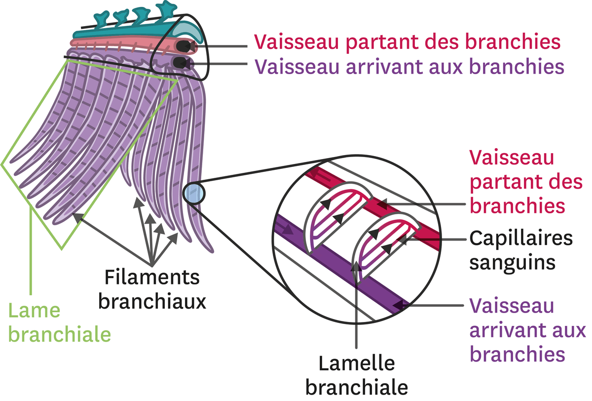 Un exemple d'une grande surface d'échange : les branchies. Elles sont composées de vaisseau partant et arrivant des branchies entre eux se trouve les capillaires sanguins. Il y a aussi les lames branchiales reliées aux vaisseaux et composées de filaments branchiaux.