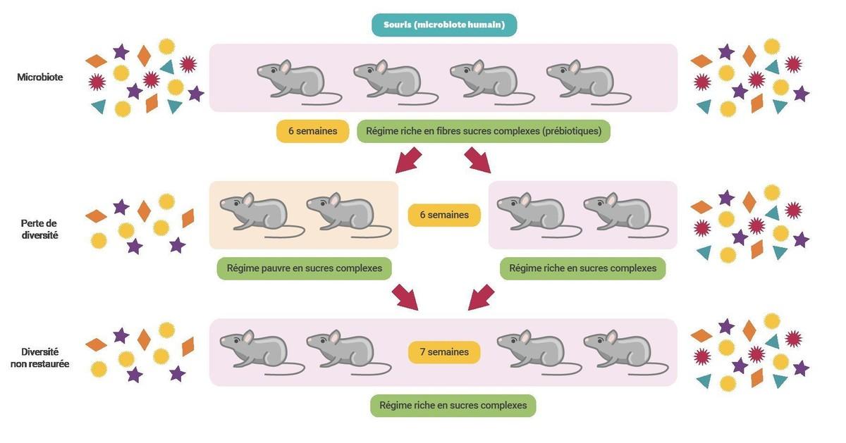 <stamp theme='svt-green1'>Doc. 1</stamp> Expériences réalisées sur des souris afin de comprendre l'influence de la nourriture riche en fibre sur la biodiversité du microbiote.