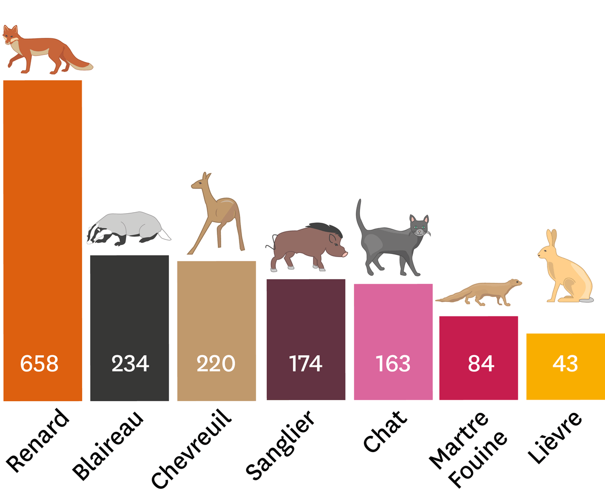 Schéma du nombre d'animaux observés dans les passages à faune de l'autoroute A39 de 2007 à 2009.