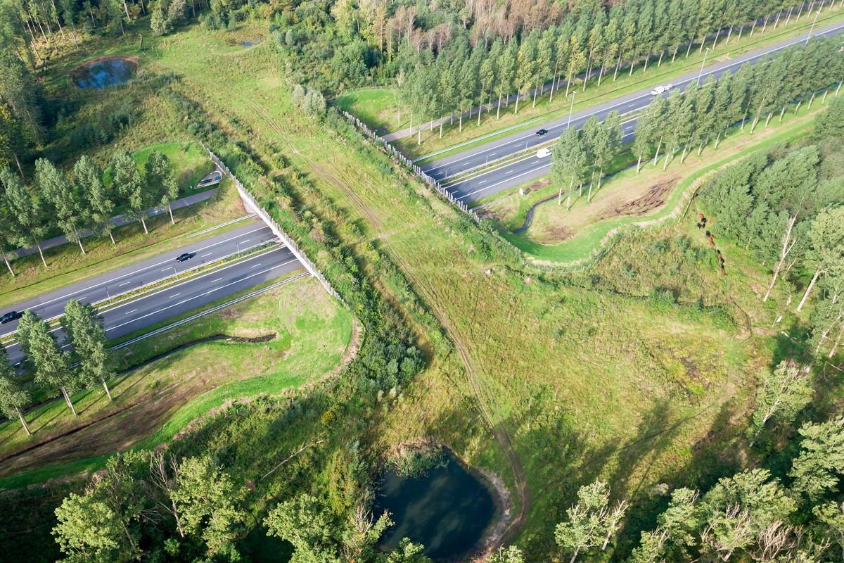 Photographie d'un passage à faune. Il s'agit d'un pont recouvert de verdure qui passe au dessus d'une route humaine
