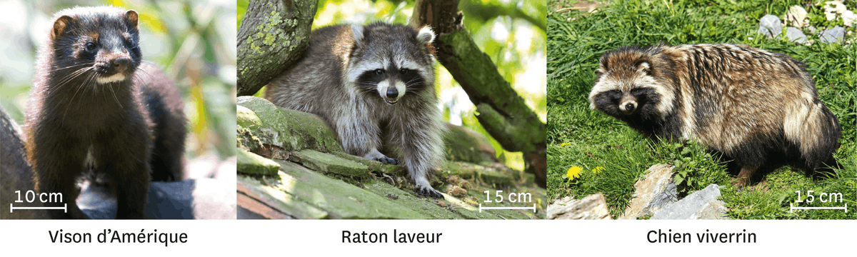 Trois photographies. La première d'un Vison d'Amérique, la deuxième d'un raton laveur et la dernière d'un chien viverrien (animal qui resemble plus à un raton laveur qu'à un chien).