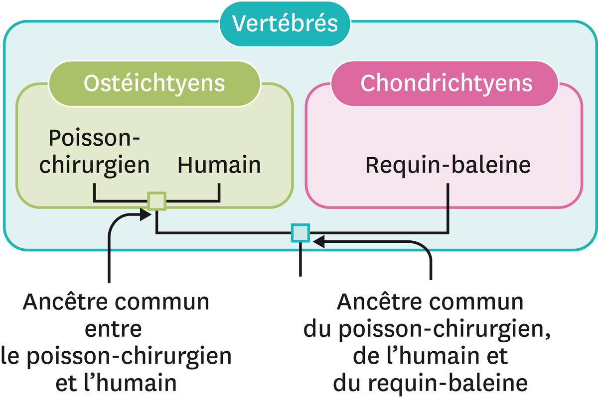 Arbres de parenté.