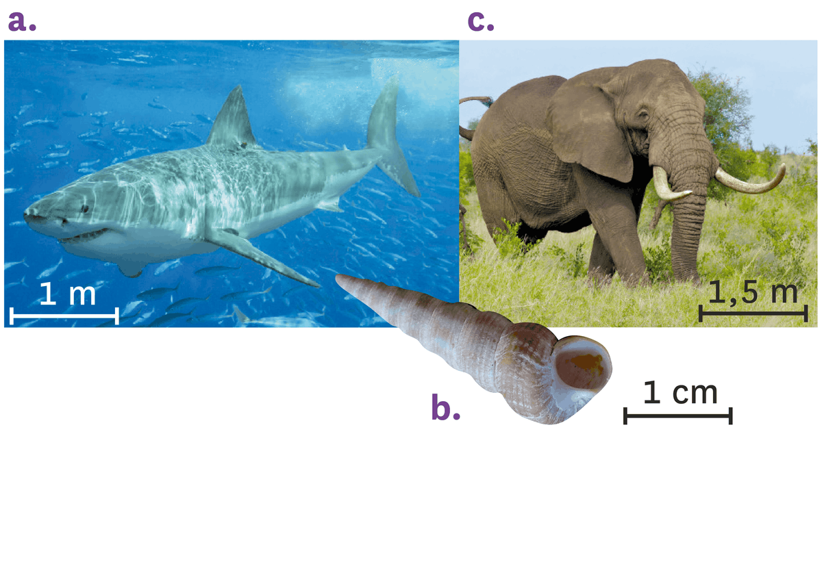 Photo de quelques êtres vivants actuels= a: un requin; b: genre d'escargot à la coquille pointue ; c: un éléphant