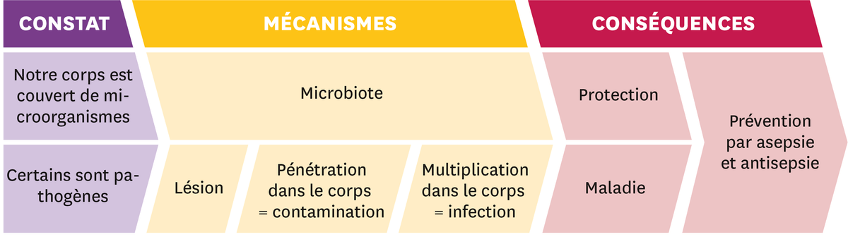 Schéma représentant trois étapes : 1- le constat = Notre corps est couvert de microoorganismes, Certains sont pathogènes ; 2 - les mécanismes = Microbiote, Lésion, Pénétration dans le corps = contamination, Multiplication dans le corps = infection ; et 3 - les conséquences : Protection, Maladie, Prévention par asepsie et antisepsie