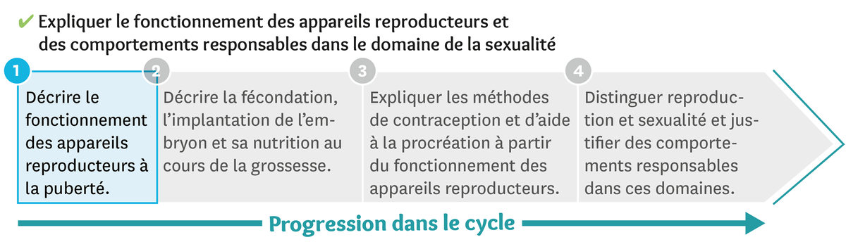 Progression dans le cycle du fonctionnement des appareils reproducteurs et des comportements responsables dans le domaine de la sexualité