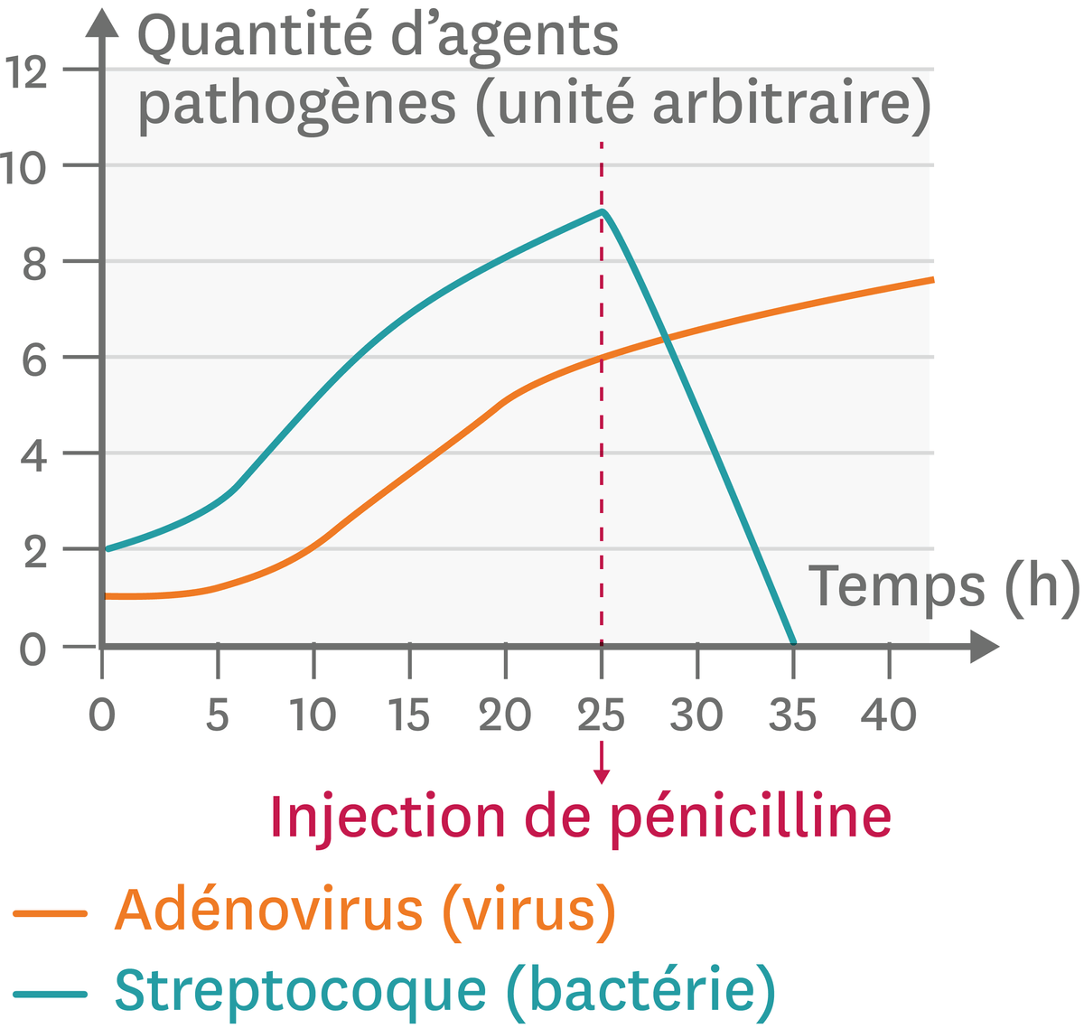 L'effet d'un antibiotique (la pénicilline) contre une bactérie ou un virus.